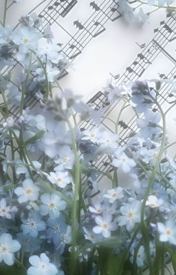bó lưu ly tặng anh