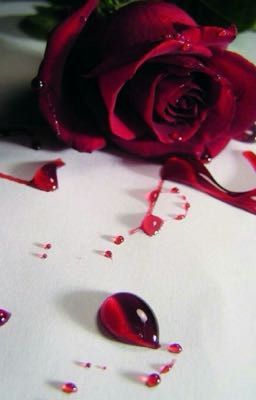 Bông Hồng Và Máu Tươi