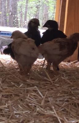 Bored shit when you're stuck in a chicken coop-