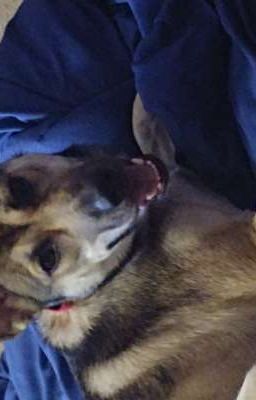 bow bow x dog reader