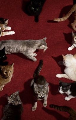 [bqvn] trip and fall