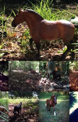 Breyer Horses