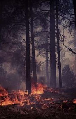 BURNING WOODS