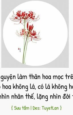 Các câu nói về Bỉ Ngạn hoa.  ( Đã hoàn ) 