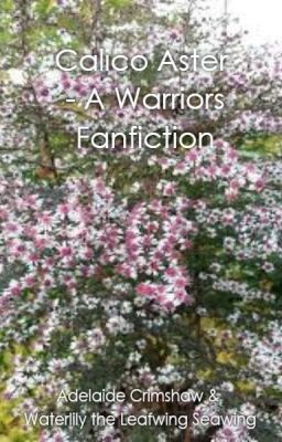 Calico Aster - A Warriors Fanfiction