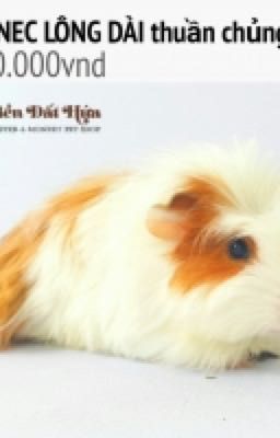 Cẩm nang nuôi guinea pig đáng yêu