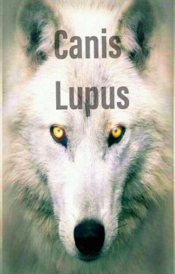 Canis Lupus