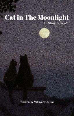 ☄︎ Cat In The Moonlight - H. Shoyo x Fem! Readers ✧ 