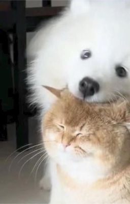 câu chuyện về samoyed thiều và mèo cam xinh yêu yến của cô ấy.