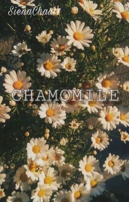 Chamomile