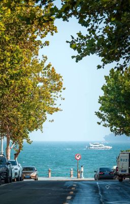 chân thành | 楓宏