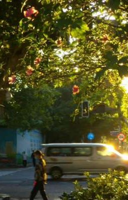 Chàng Trai Mà Tớ Thích
