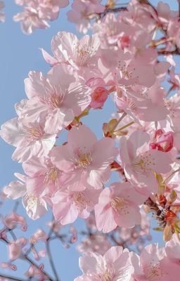 cherry blossoms bloom in September