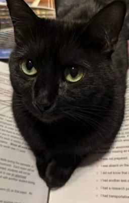 Chihyeon | Feuilloler