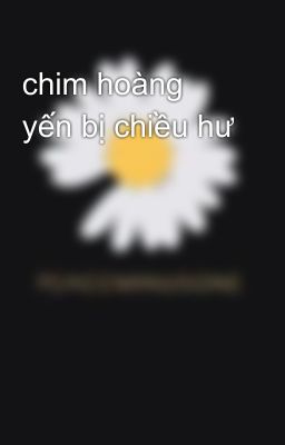 chim hoàng yến bị chiều hư