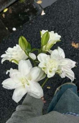 chodeft - học cách yêu