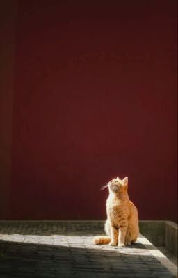 [Chohends] Mèo nhỏ nhe nanh bị thuần hoá rồi