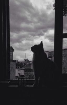 [Chonut] Mèo nhà nuôi