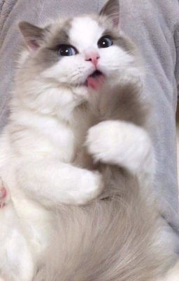 choran | hoàng tử mèo béo