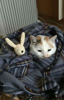 choran | người cùng nhà