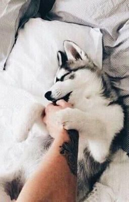 Chuyên mục xả ảnh Husky~~