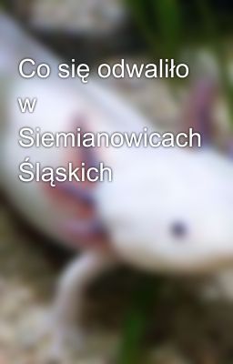 Co się odwaliło w Siemianowicach Śląskich 