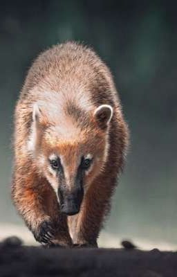 Coati (Encanto FF)