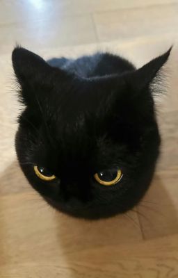 Cốc cốc , chồng yêu đã thấy vợ nhỏ chưa?