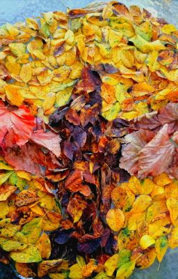 Composizioni d'autunno