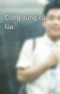 Công dụng cây lúa