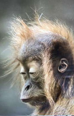 Cốt nghĩ ra rồi ai triển đi, tag tui vào đọc là được 