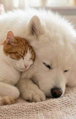 [CƯỜNGQUANG] MÙA HÈ ĐỎ LỬA