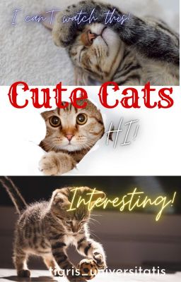 Cute Cats (Memes)