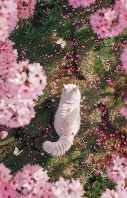 CynoNari || sưởi ấm cho người cùng rạng đông