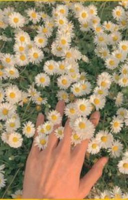 Daisies