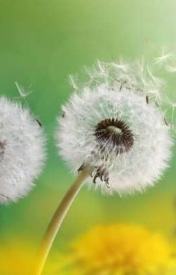 Dandelions