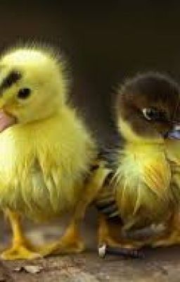 DARLING  DUCKLINGS