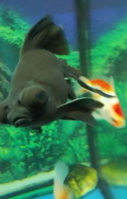 Đậu nhỏ của tớ 