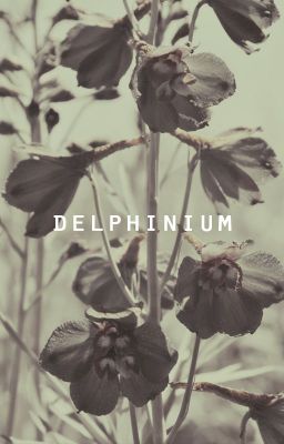 Delphinium | hopev