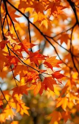 der Herbst