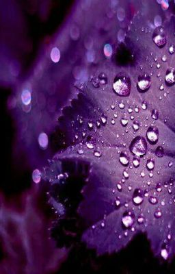 DEW DROPS