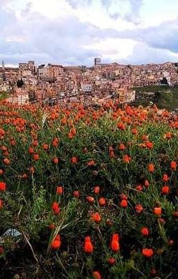 Di cento tulipani può esser fatto il tuo giardino 