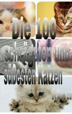 Die 100 schrägsten und süßesten Katzen Bilder