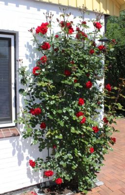 Die Kletterrose am alten Haus