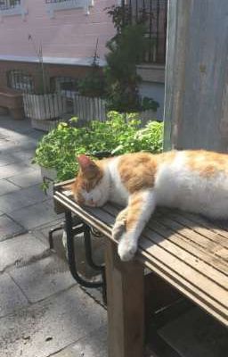 điều ước thứ ba.