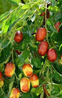 [ĐM] Táo dại - Dương Tố