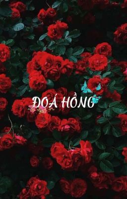 ĐOÁ HỒNG | Kookmin fanfic 