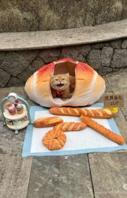 Đọc tham khảo và không nên áp dụng