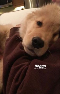 doggo 