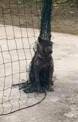 [doublenam]• bạn ngó gì tui đó